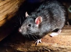 Control de ratas